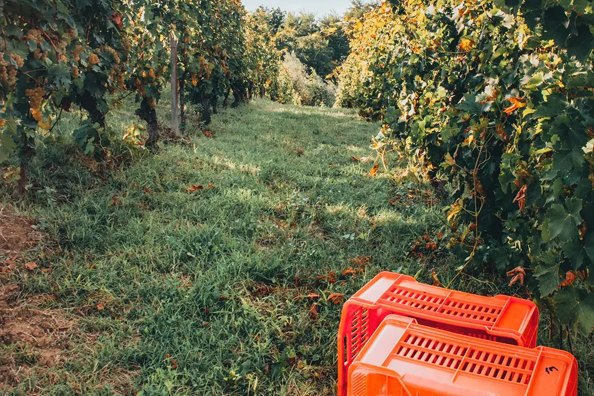 Ingeniería aplicada al sector agroalimentario